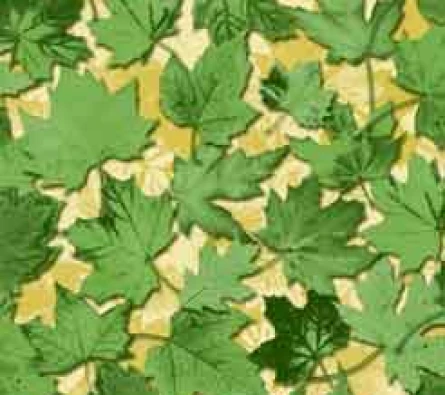 Wallpaper Rock  DV1420 ~item/2023/11/11/dv1420