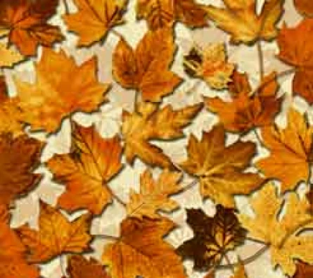 Wallpaper Rock  DV1422 ~item/2023/11/11/dv1422
